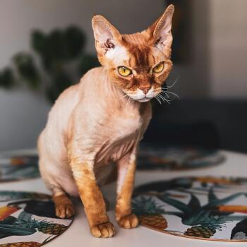 Devon Rex cat